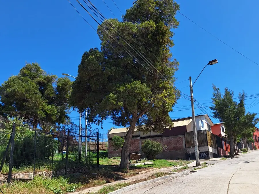 Árbol urbano en una calle de barrio, junto a cables y postes del tendido eléctrico
