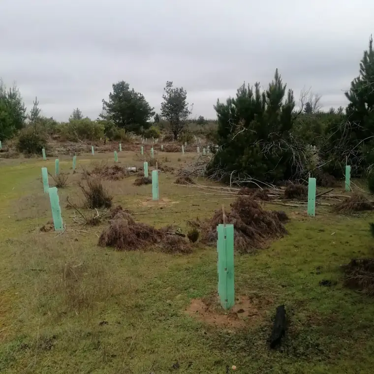 Plantación con protectores individuales en cada planta