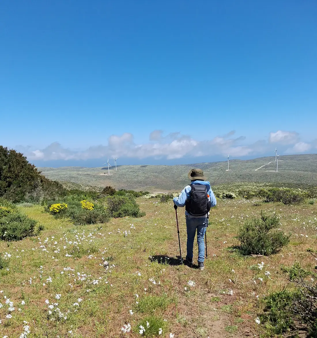Profesional caminando por una pradera con flores nativas hacia la costa