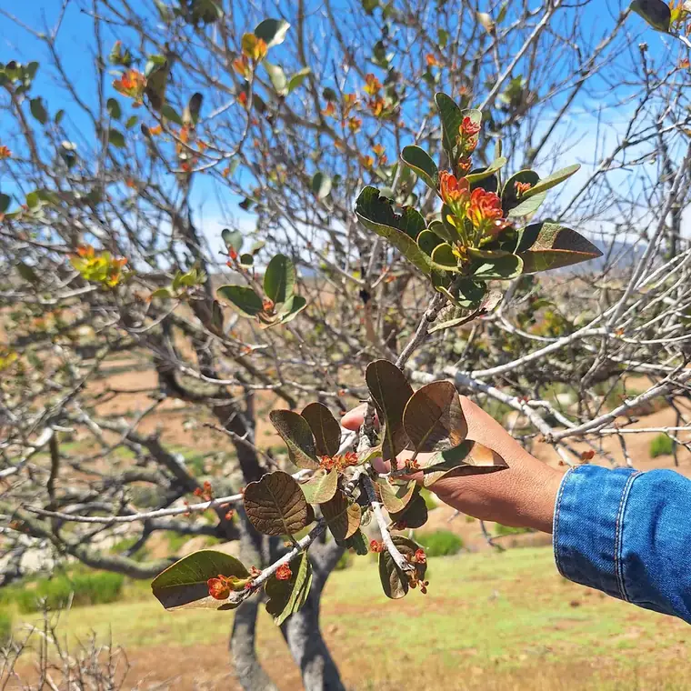 Mano sosteniendo una rama de un arbusto nativo con flores